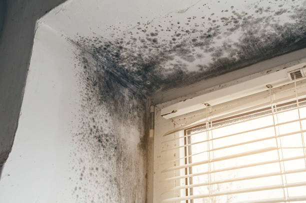 Affordable Crawl Space Mold Removal solutions in Elizabeth, CO